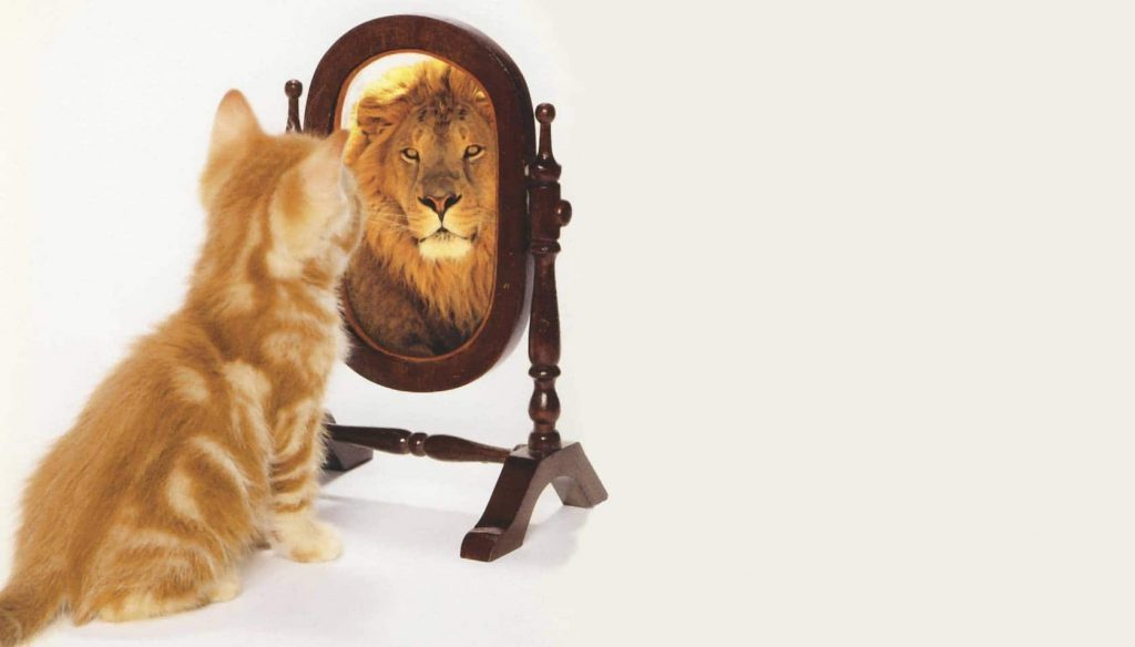 cat-looking-in-mirror
